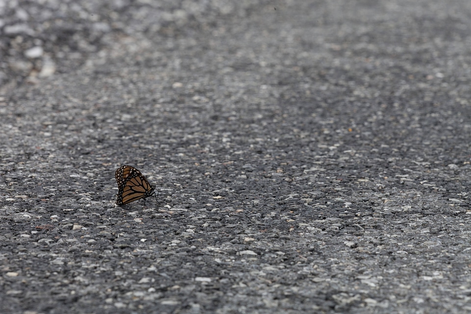 Monarch butterfly on asphalt road
