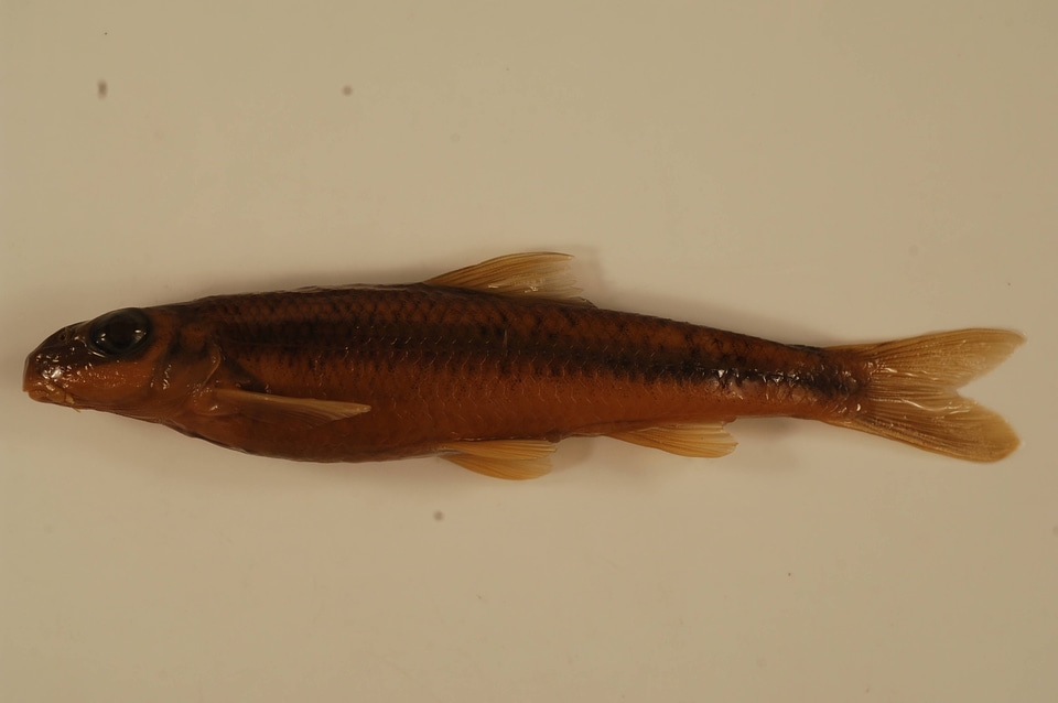 Erimystax x-punctatus