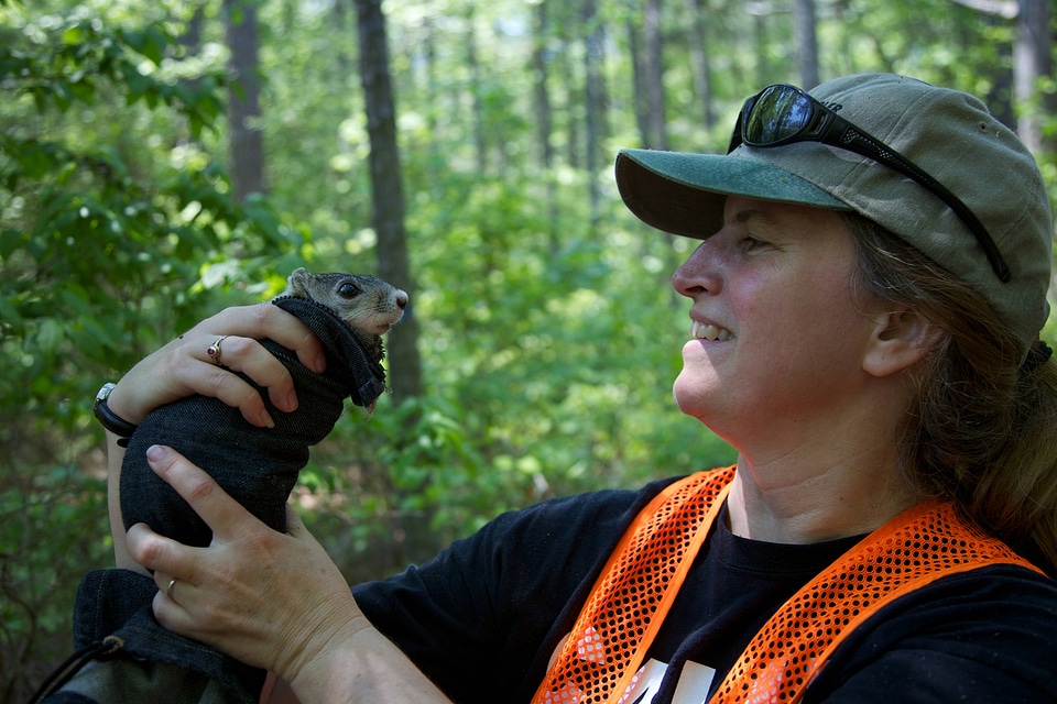 Delmarva Peninsula fox squirrel pit tagging-1