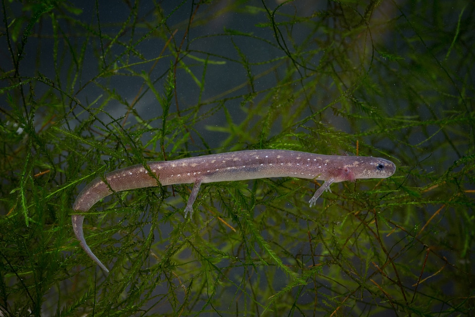 San Marcos Salamander-1