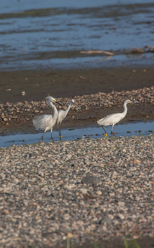 Snowy Egrets on shore-2