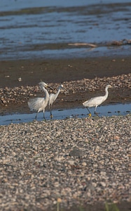 Snowy Egrets on shore-2
