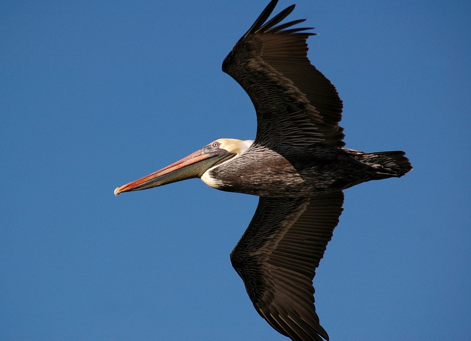 Soaring beak pelecanus