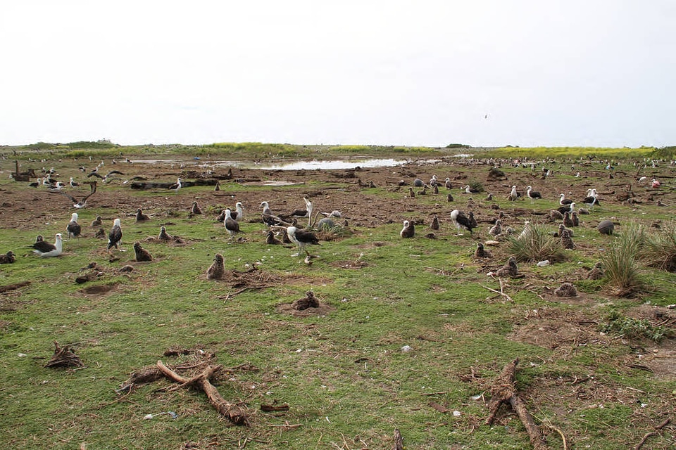 Washed Over Area of Eastern Island With Birds