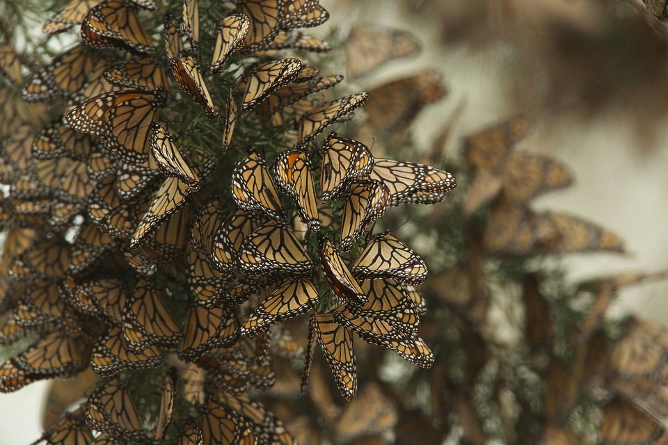 Monarch butterflies-1