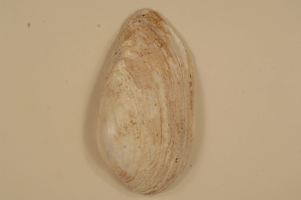 Lampsilis teres (outside)