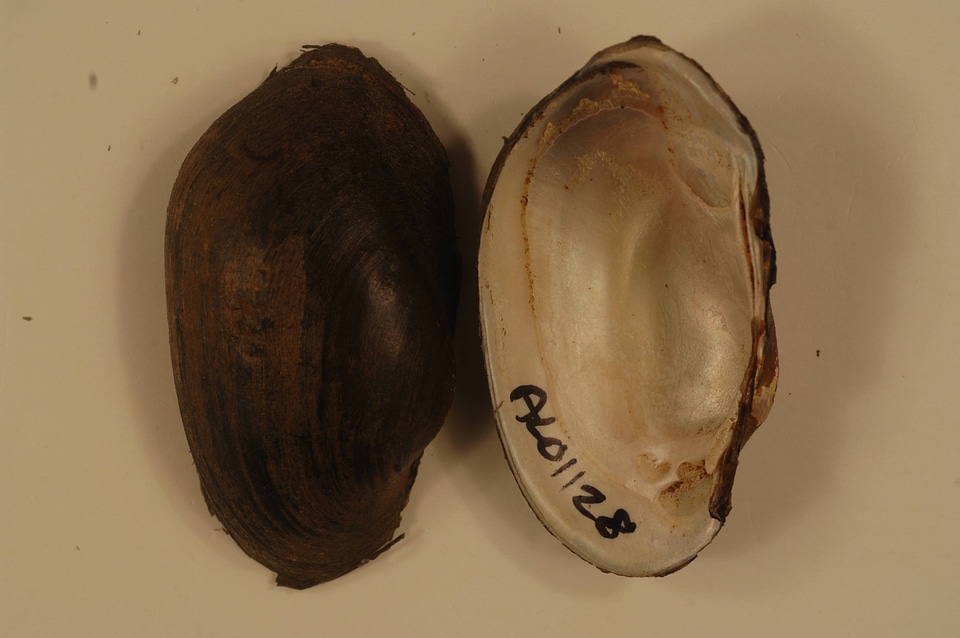 Villosa umbrans-2
