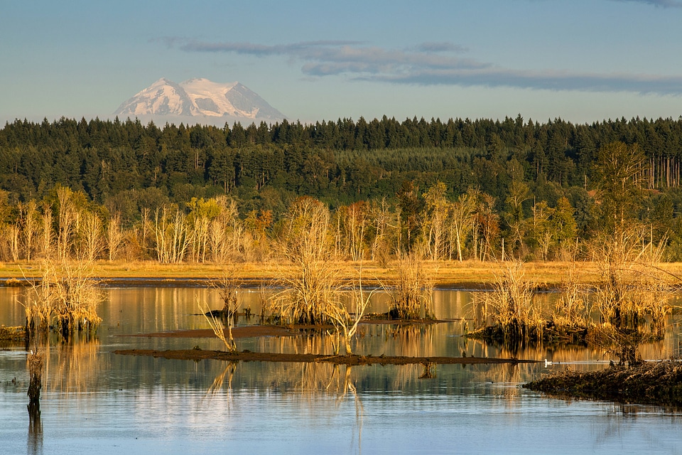 Wetland at Nisqually National Wildlife Refuge-2