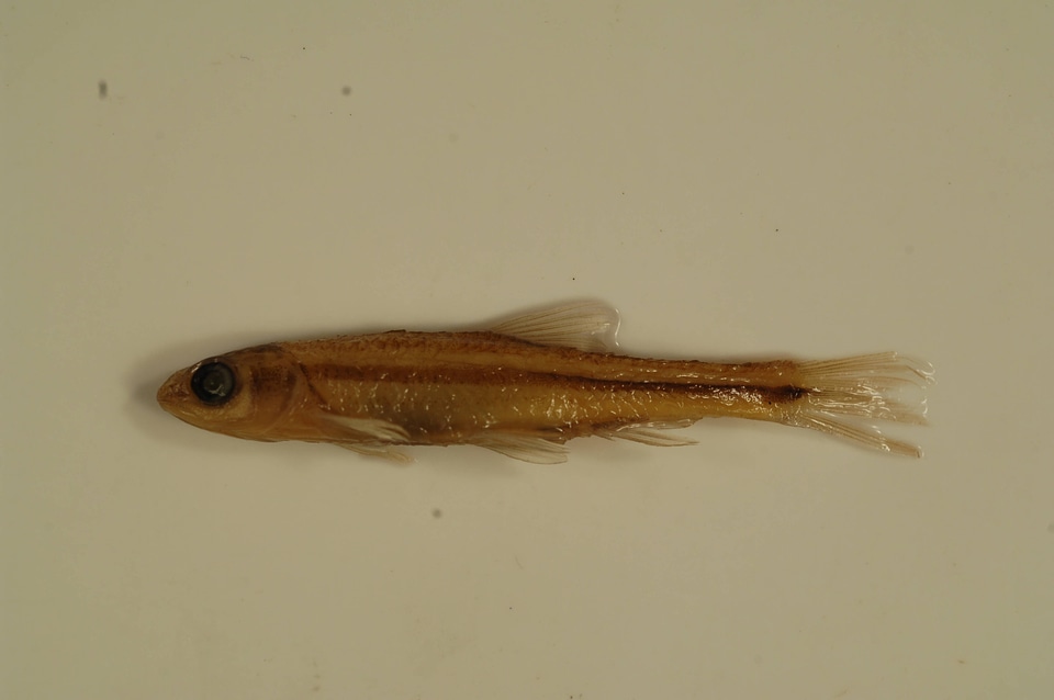 Notropis chrosomus