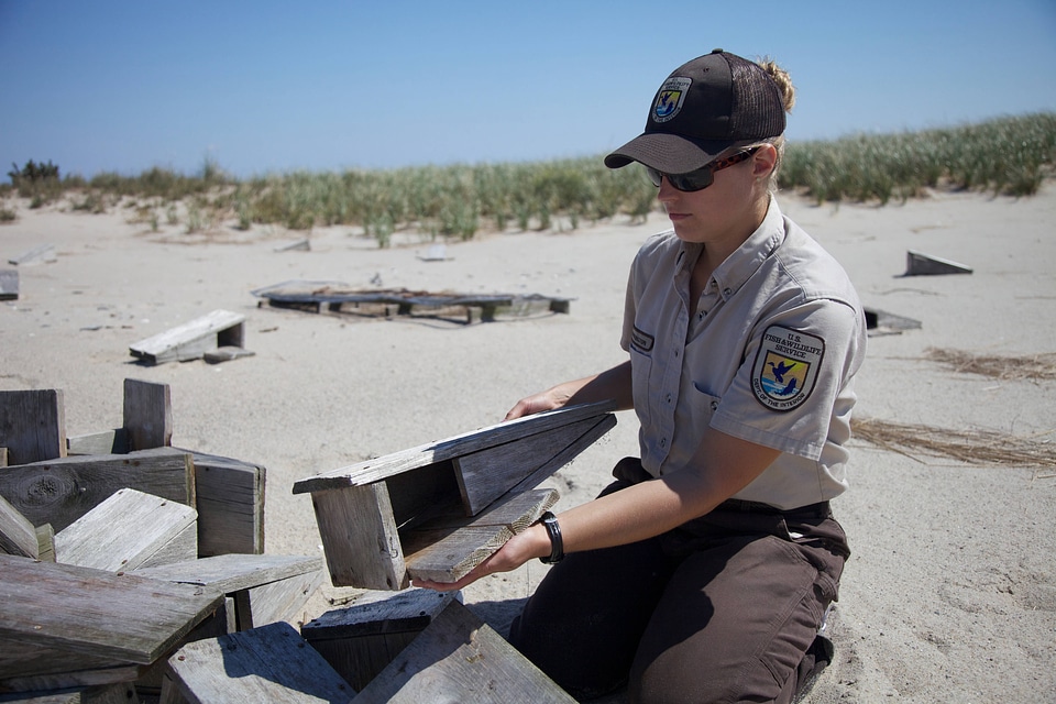 Tern nesting boxes at  Monomoy NWR
