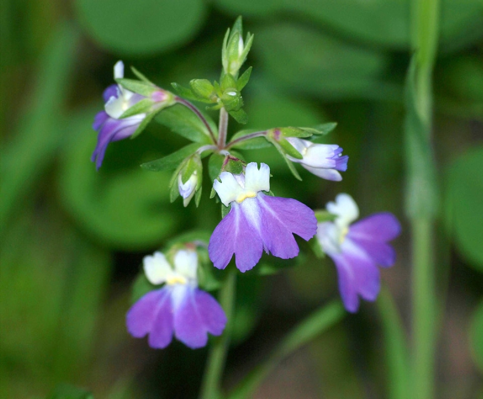 Violet Blue-eyed Mary