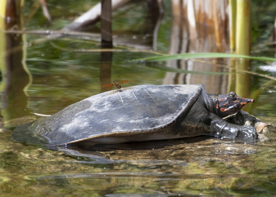Florida softshell turtle