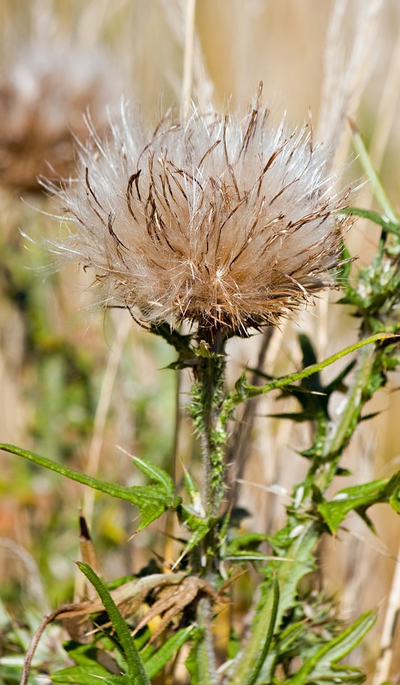 Seed seeds seed head