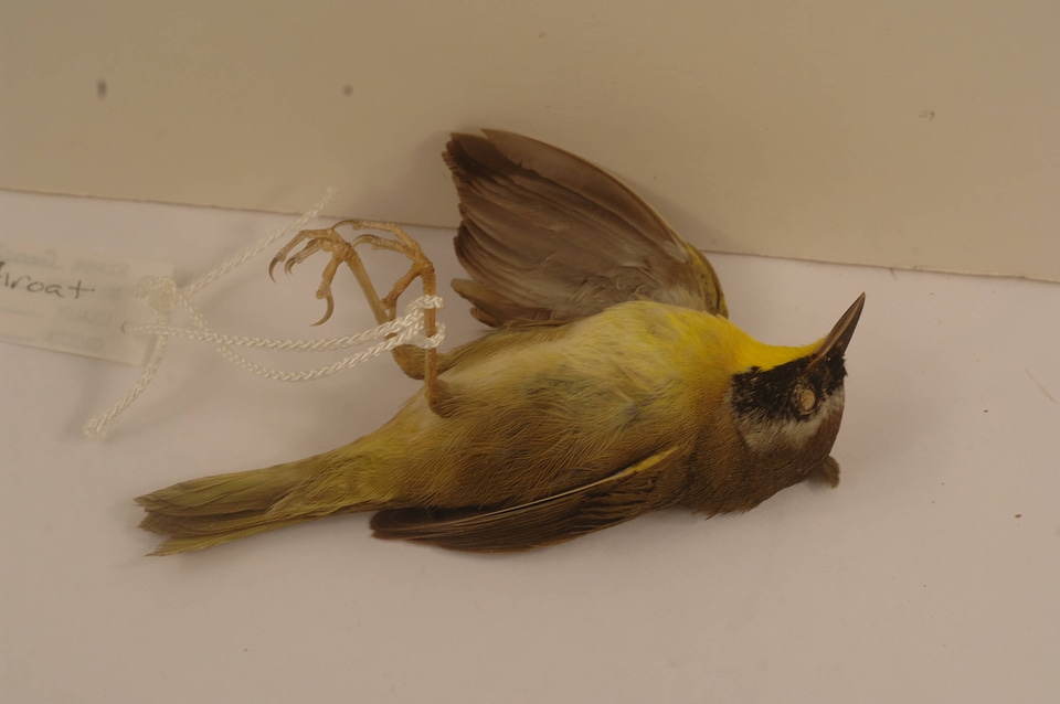Geophlypis trichas-3