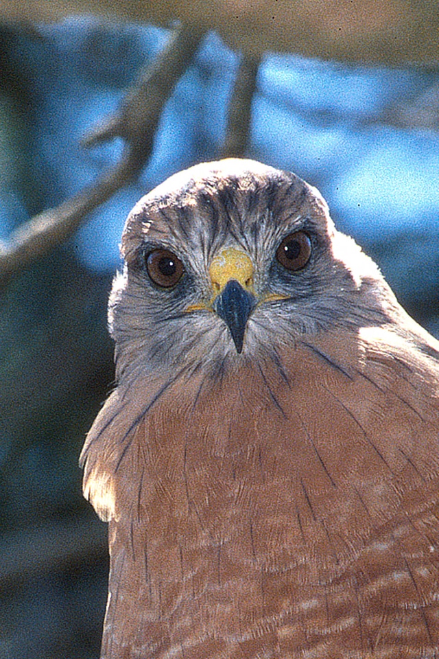Red-shouldered Hawk-3