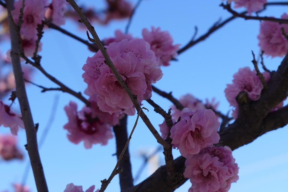 Nature pink branch