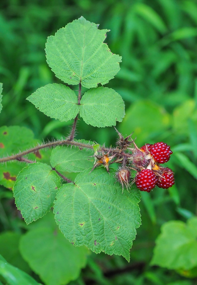 Invasive wine raspberry at