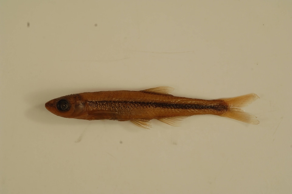 Lythrurus lirus