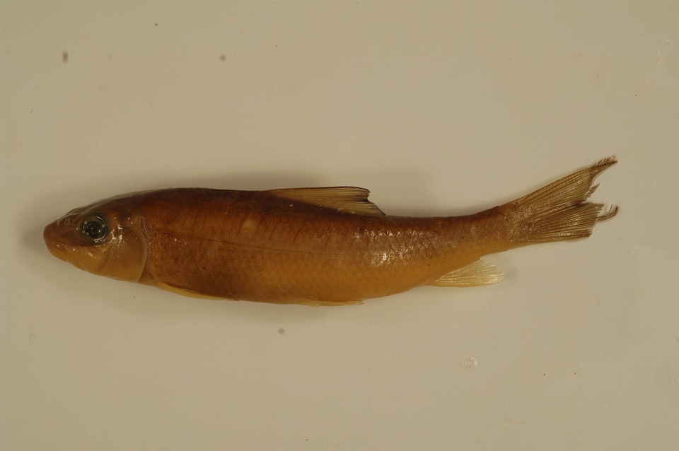 Moxostoma duquesnii-1