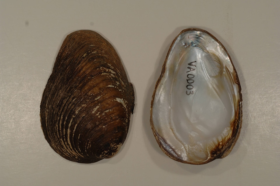 Pleuronaia dolabelloides-1