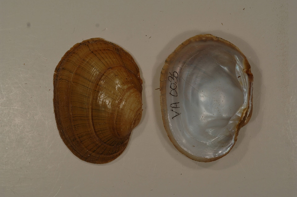 Lampsilis fasciola-6