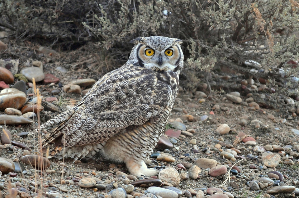 Great Horned Owl-1