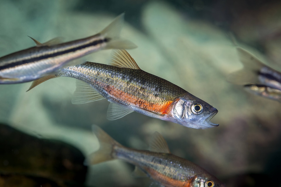 Rosyside dace