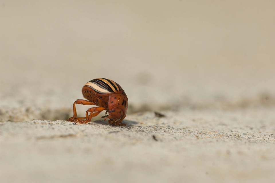 Colorado potato beetle-1
