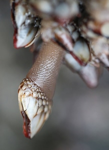 Gooseneck barnacles 