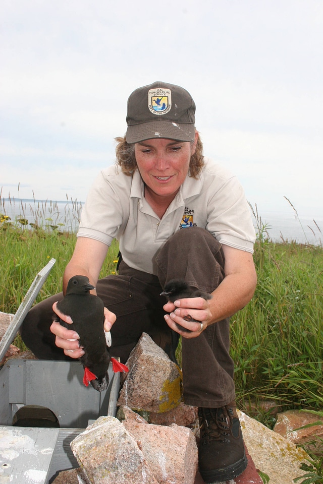 Biologist holding Razorbills