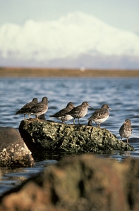Rock Sandpiper flock photo