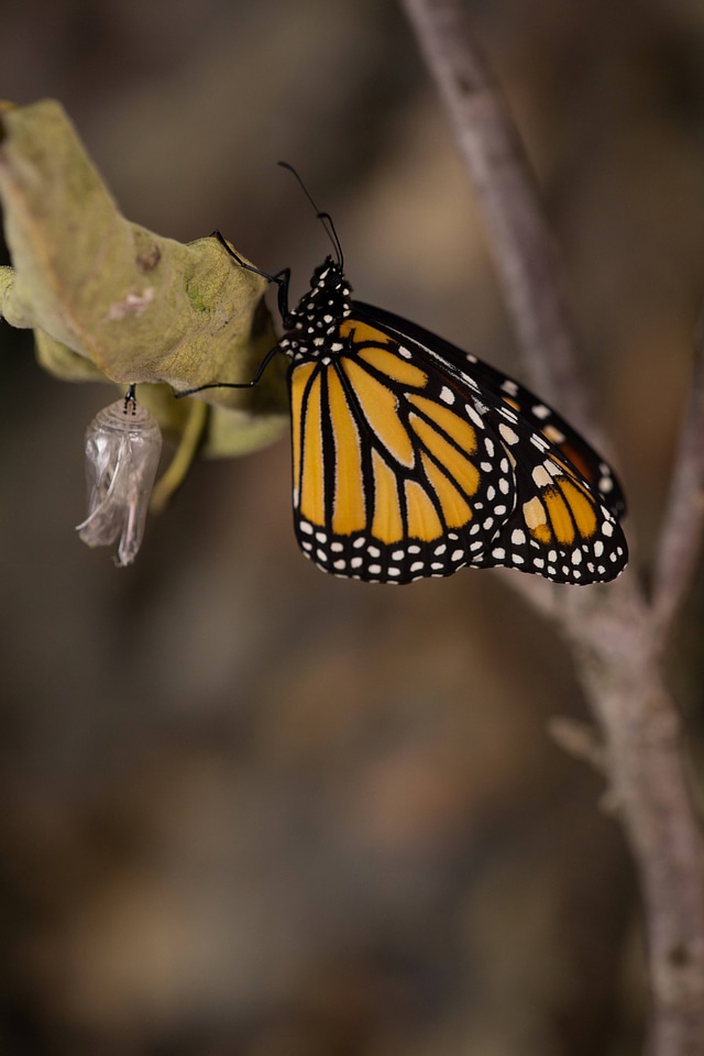 Adult monarch butterfly on a branch-5