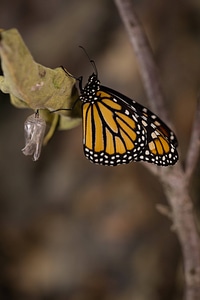 Adult monarch butterfly on a branch-5