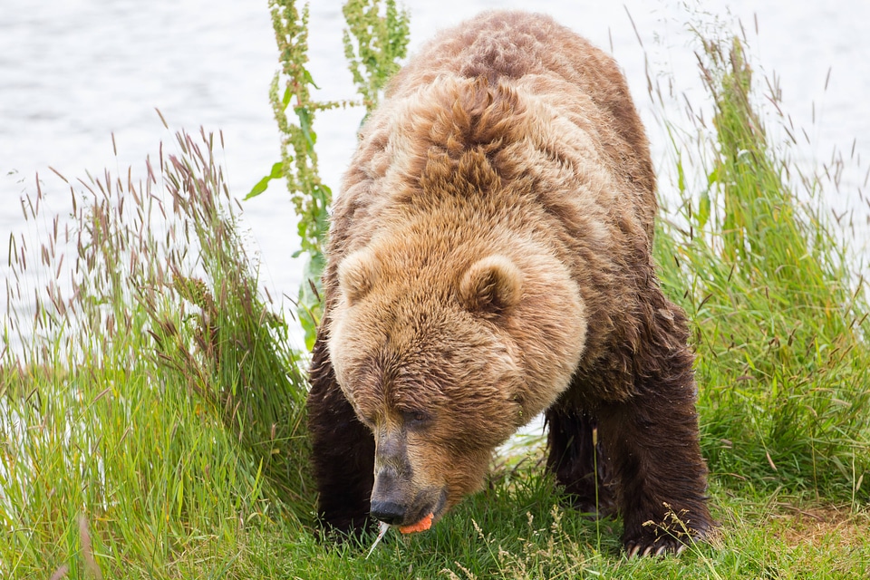 Kodiak brown bear-3