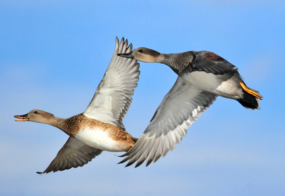 Gadwall hen and drake on Seedskadee National Wildlife Refuge
