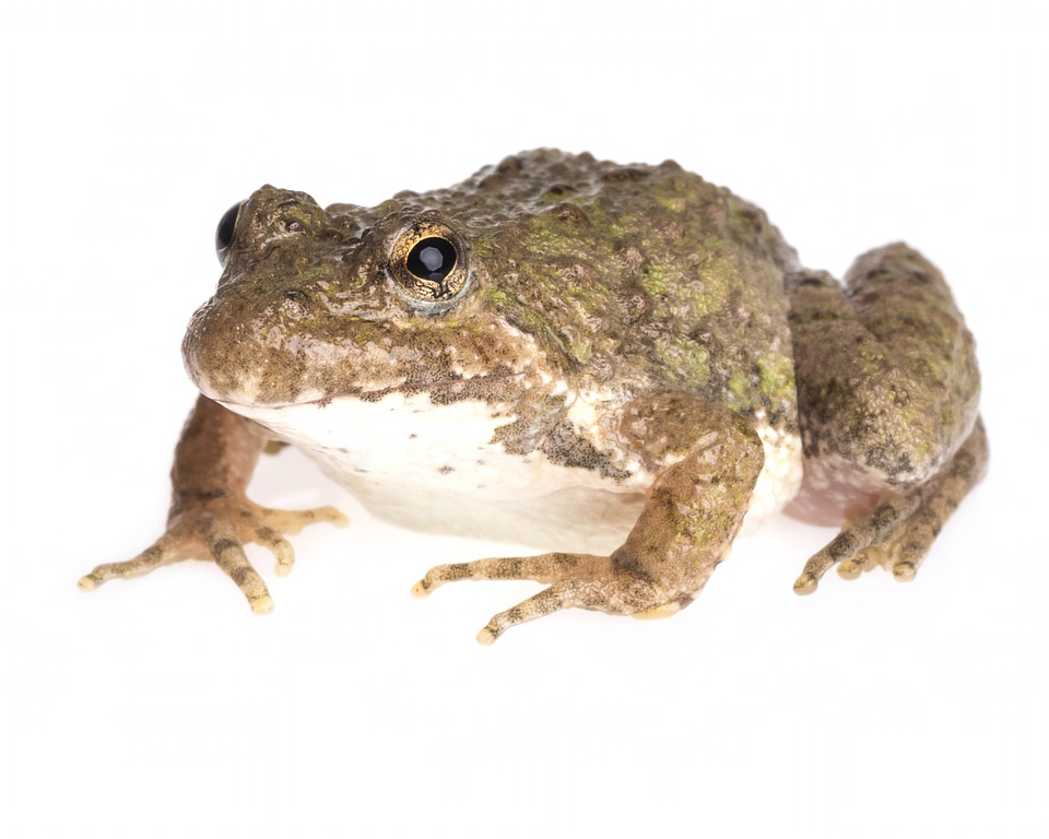 Blanchards cricket frog