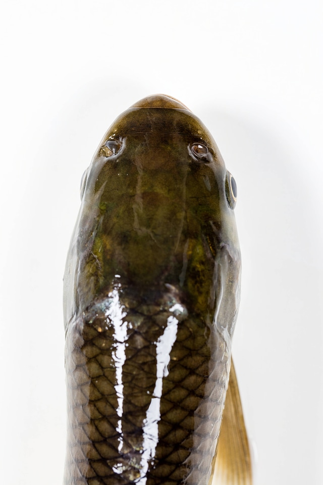 Grass Carp top view-3