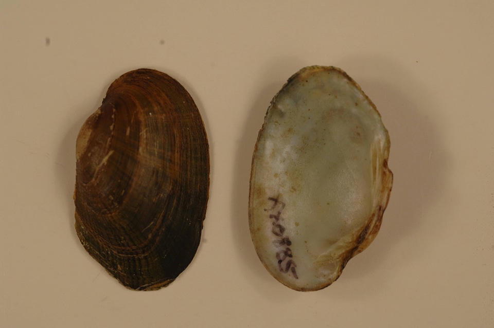 Epioblasma capsaeformis-1