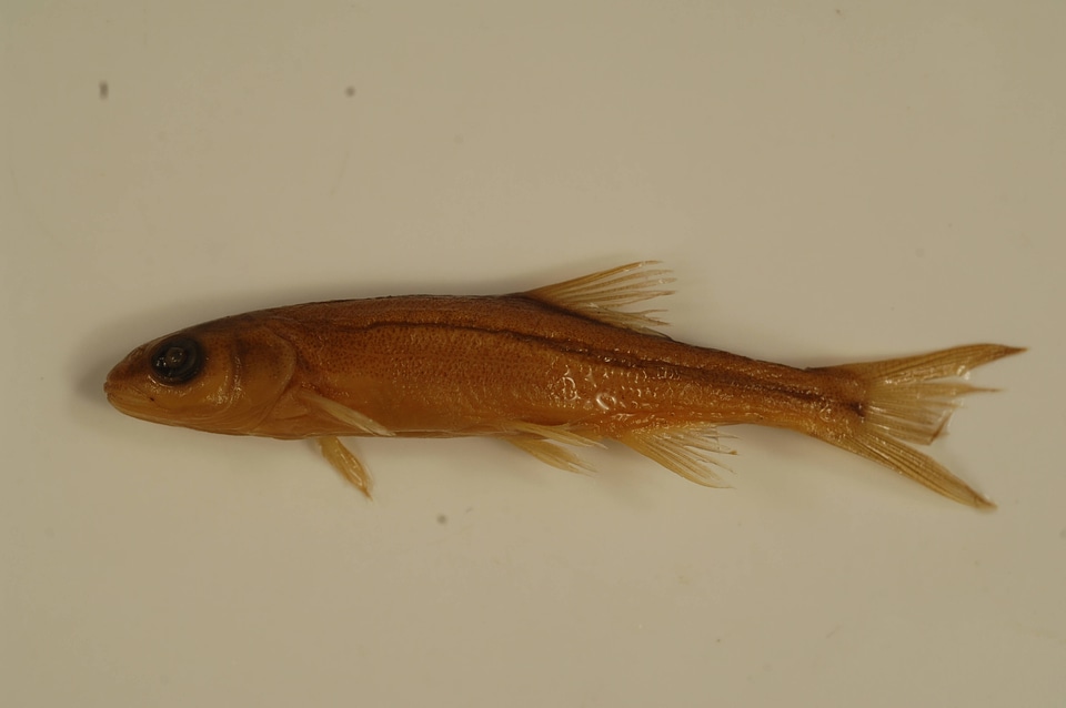 Ptychocheilus oregonensis