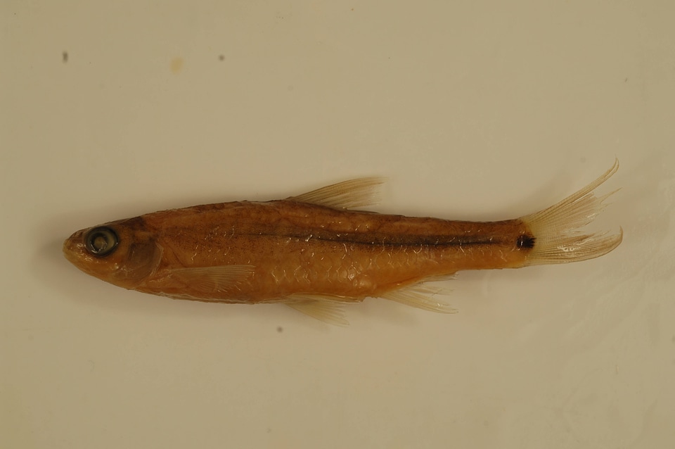 Notropis hudsonius-1