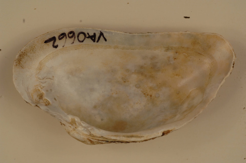 Alasmidonta marginata (inside)