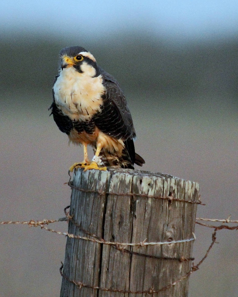 Northern Aplomado Falcon-1
