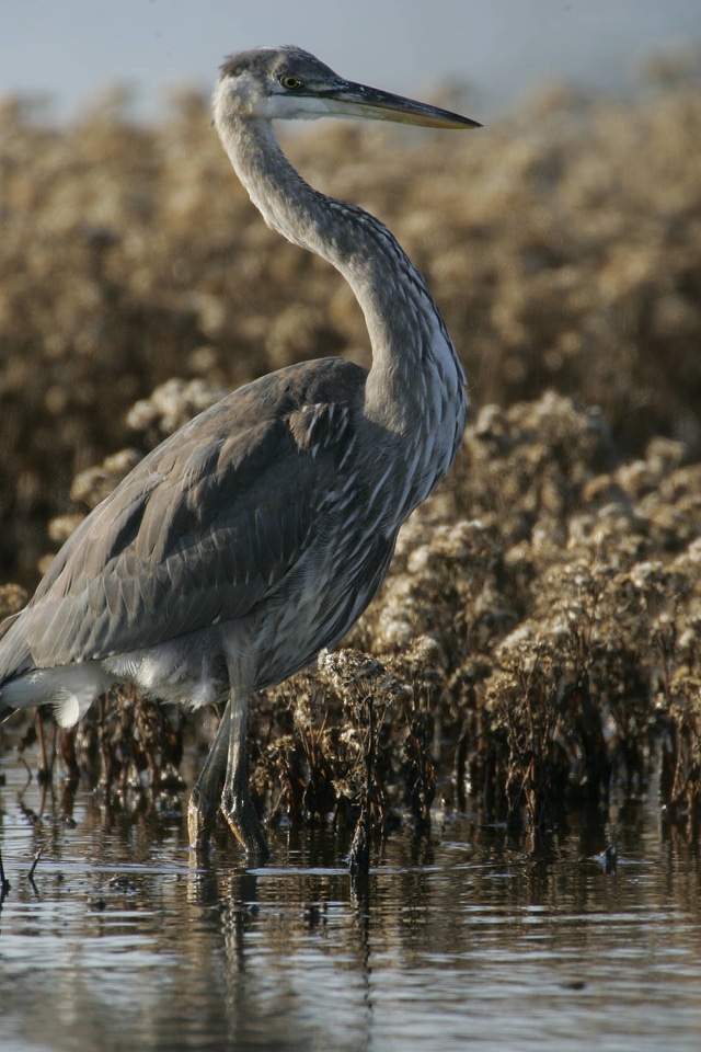 Great Blue Heron-1