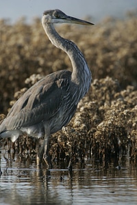 Great Blue Heron-1 photo