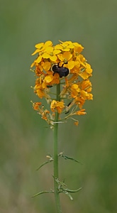 Erysimum capitatum