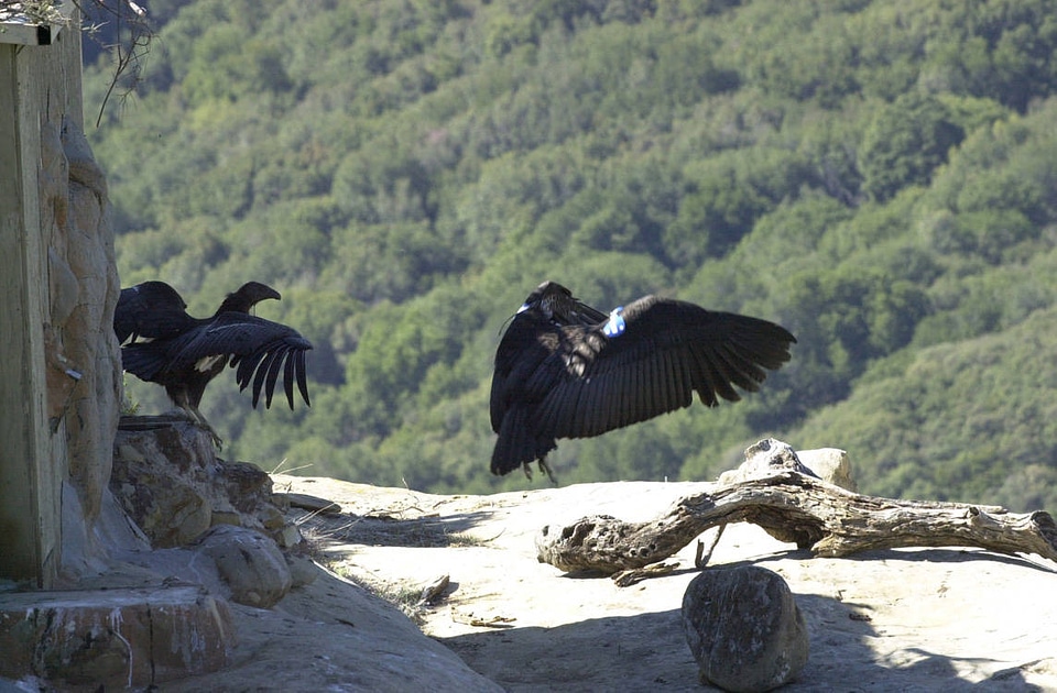 California condors-1