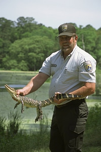 FWS Employee Catches American Alligator