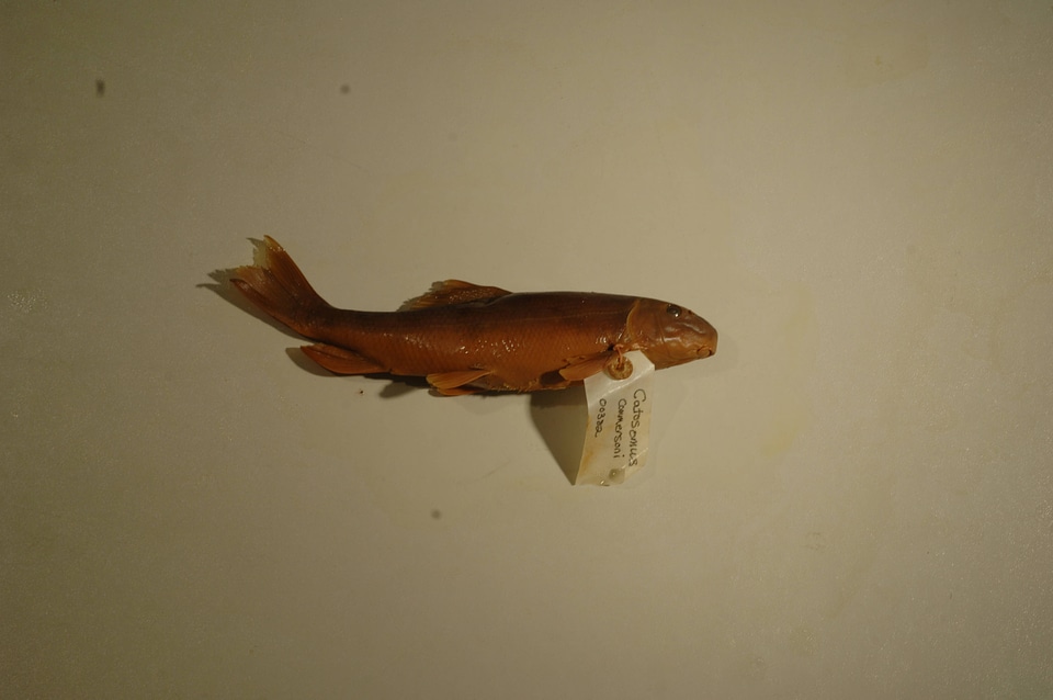 Catostomus commersonii-3