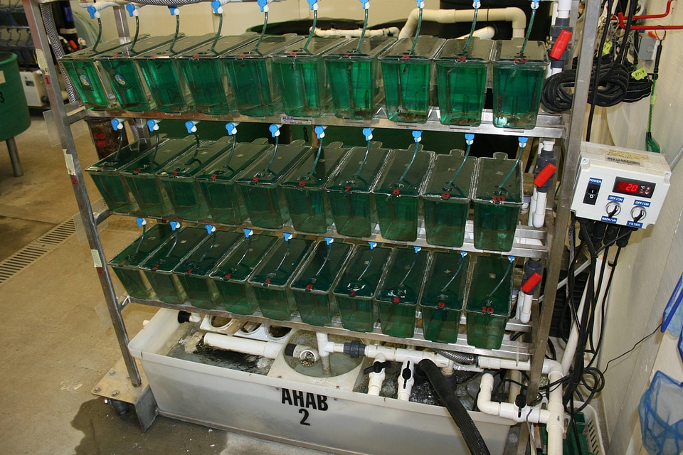 Multi-tank aquatic ecosystem