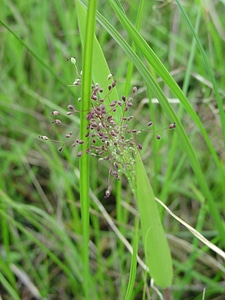 Panic grass at Neal Smith National Wildlife Refuge